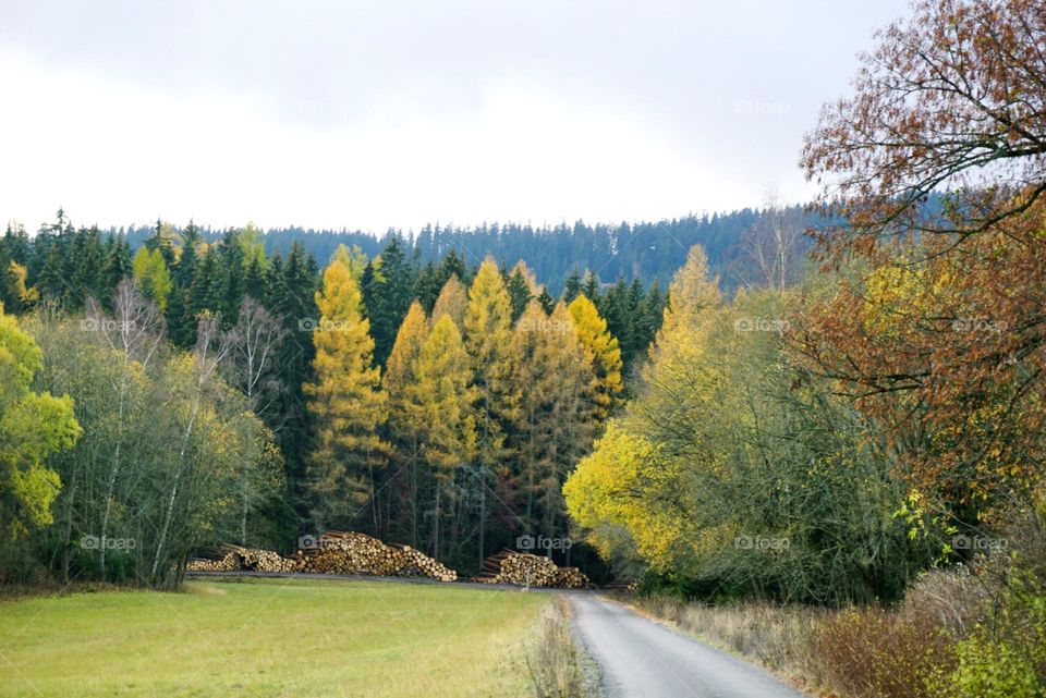 Forest#trees#nature