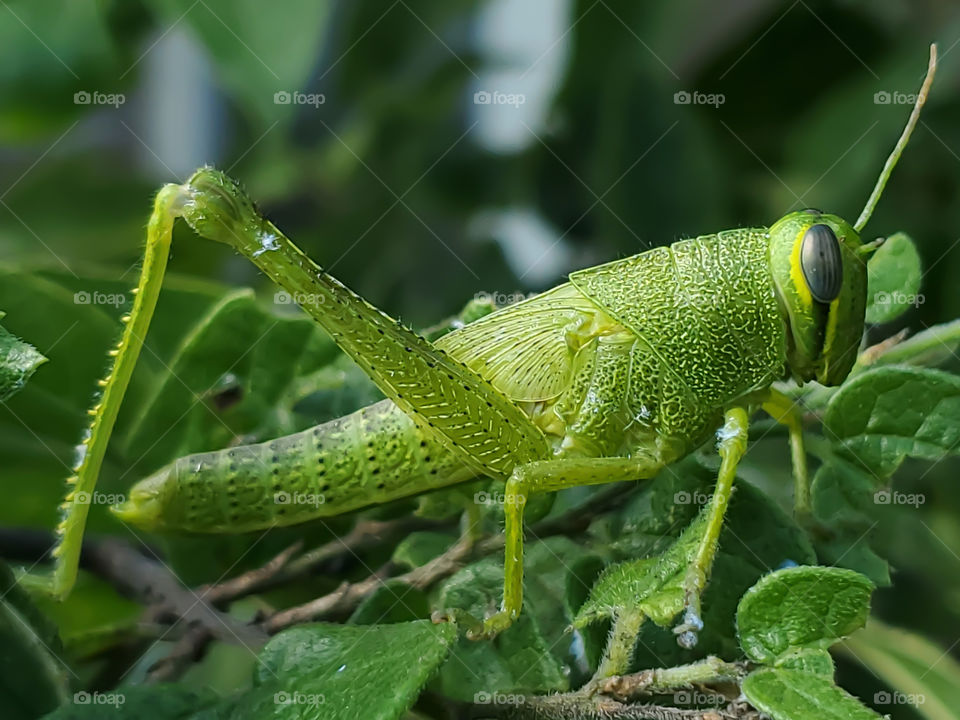 Close-up of a green grasshopper
