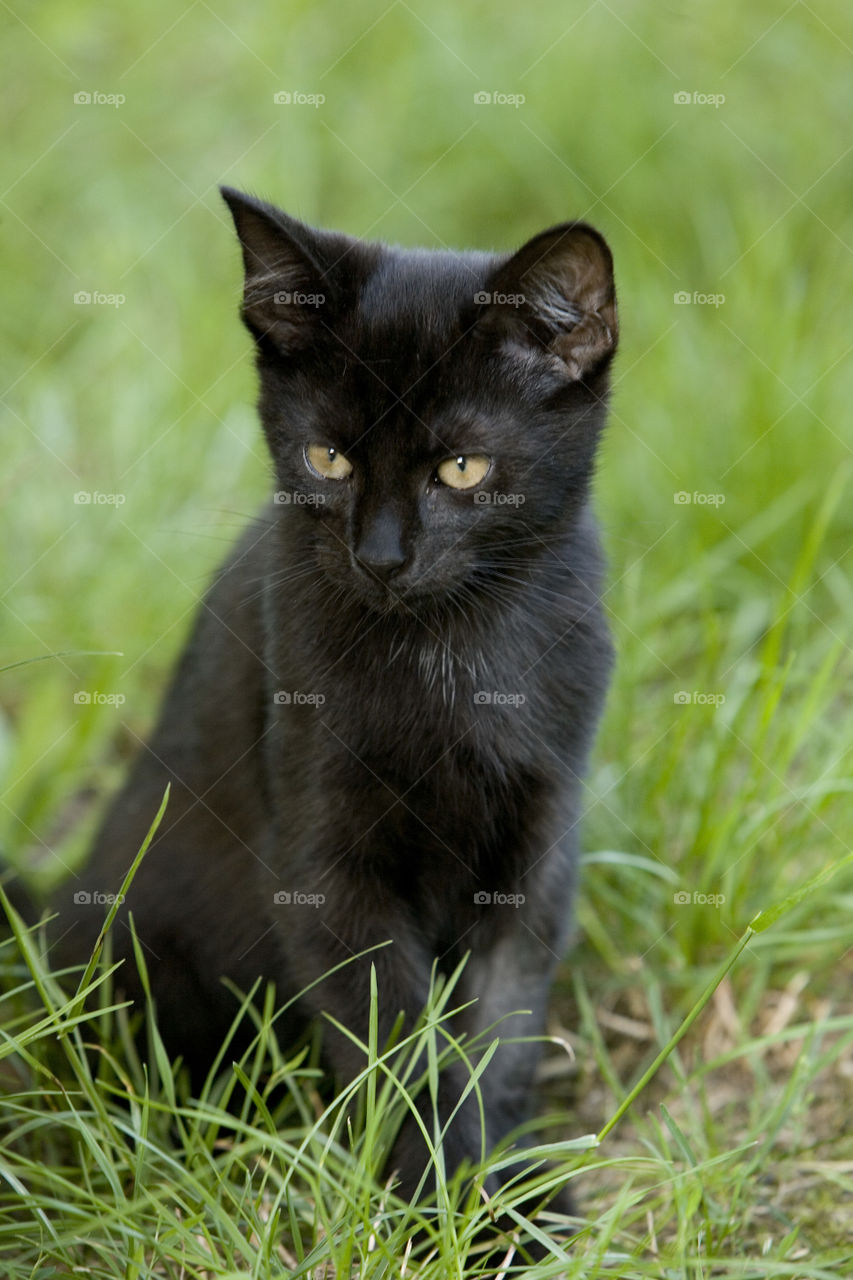 Cat, Animal, Nature, Cute, Grass