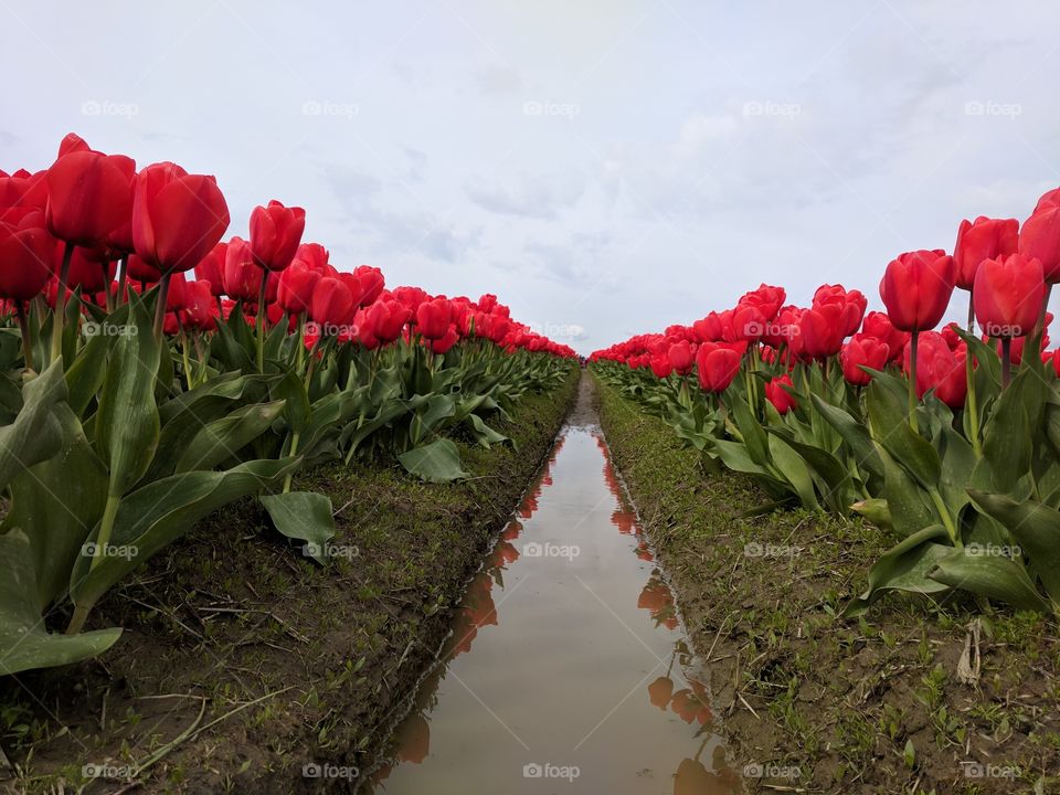 Tulips 