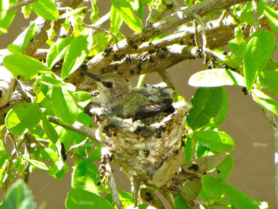 Hummingbird nest