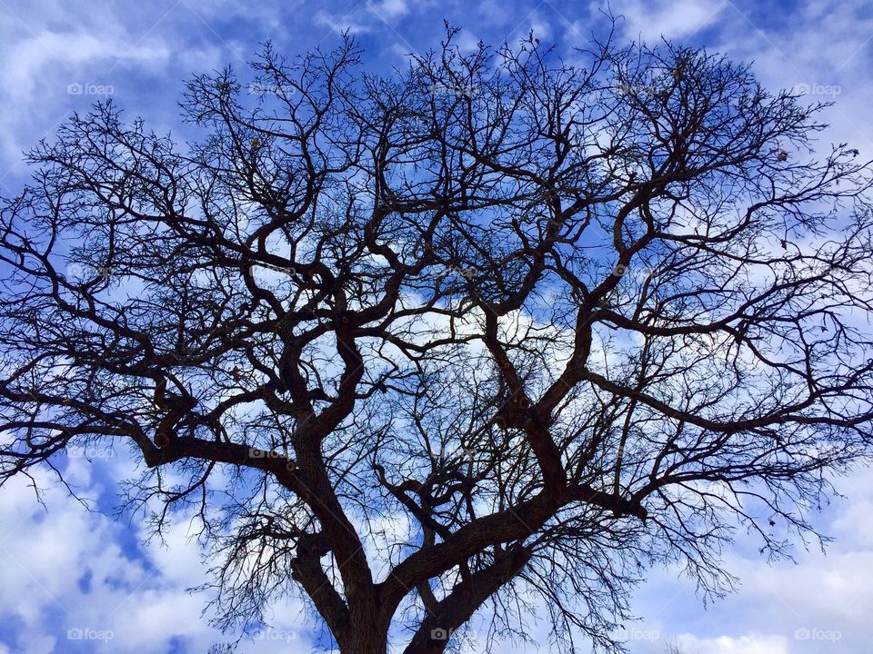 Tree Silhouette 