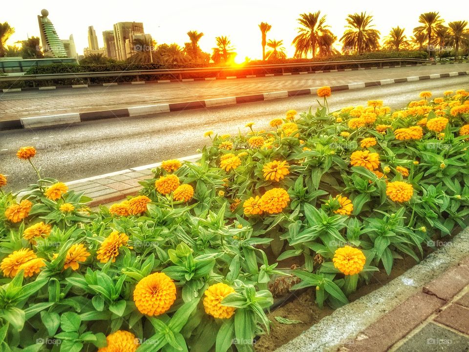 Yellow marigold flowers lined up on the street