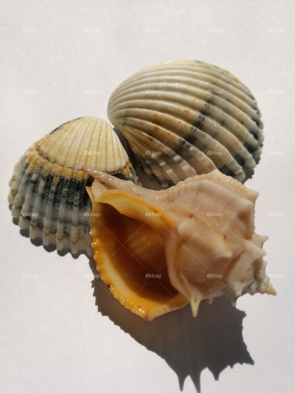 seashell