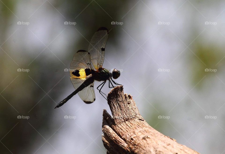 Yellow - stripped flutterer. Rare species dragonfly seen for the island of me (sumbawa). Just once moment species to meet for capture many frame . The species is one member of Libellulidae. The many one member dragonfly spreading in the world.