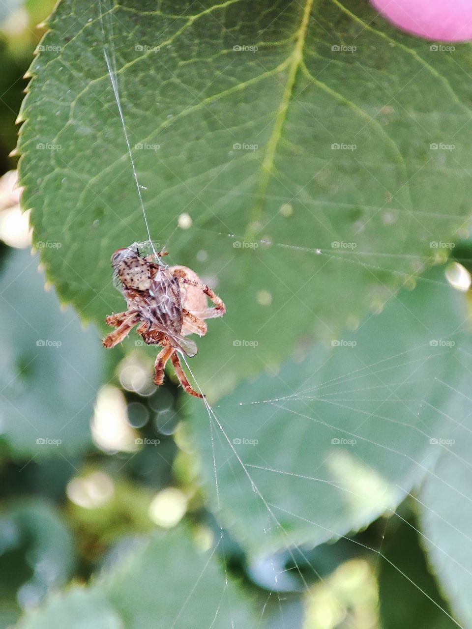 Spider wrapping a fly