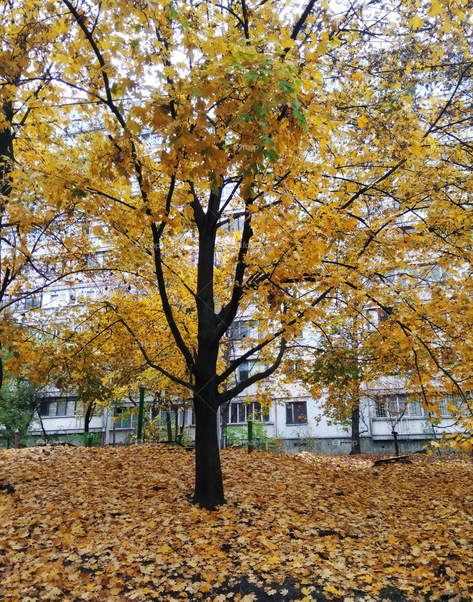 autumn time