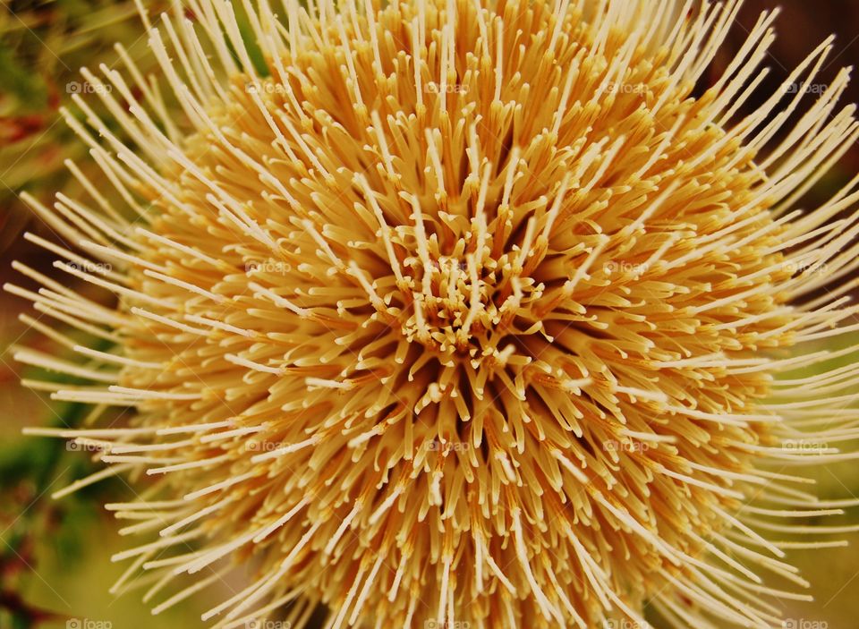 close-up of yellow flower