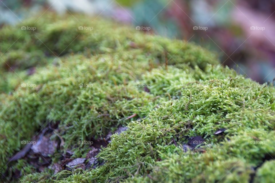 green moss on tree trunk