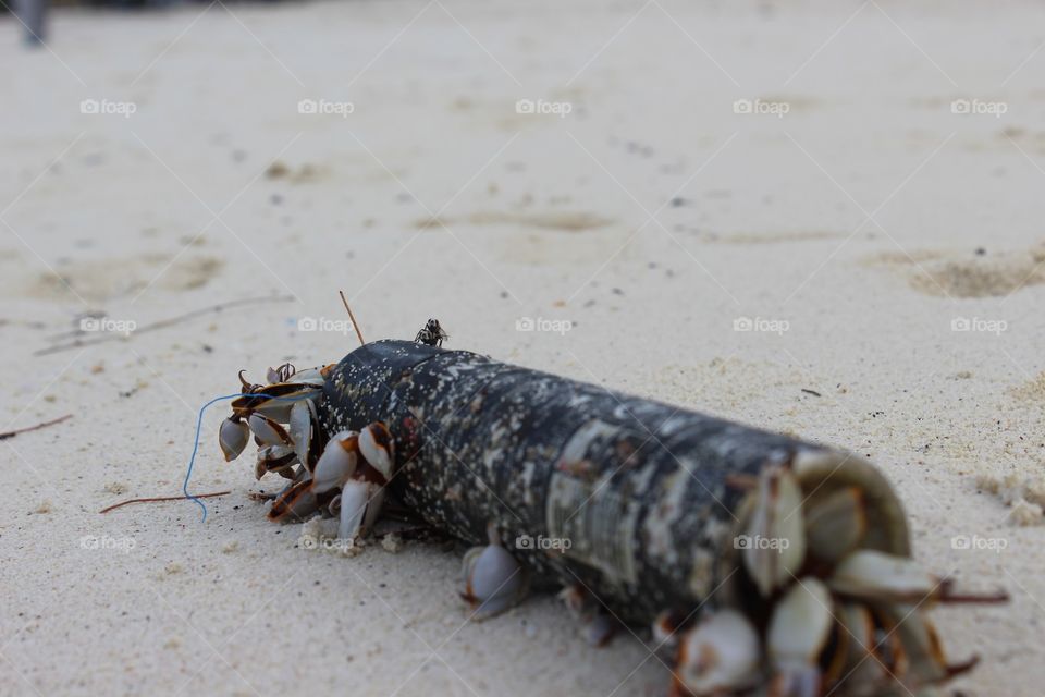 insects on the  bottle at the beach