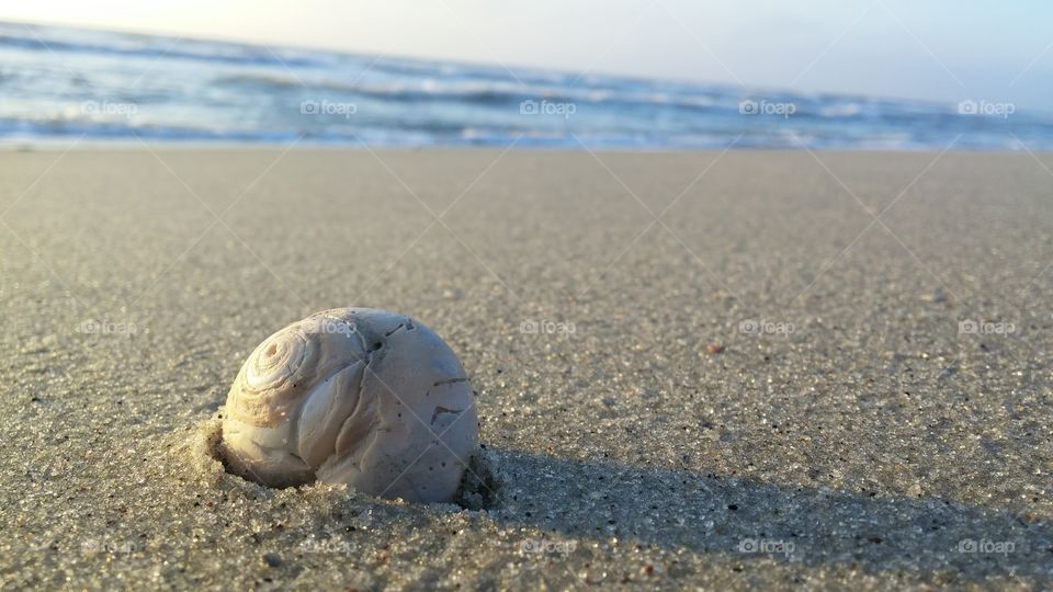Lovely seashell down by the seashore.
