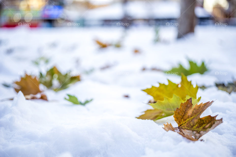 Close-up of leaves on snow
