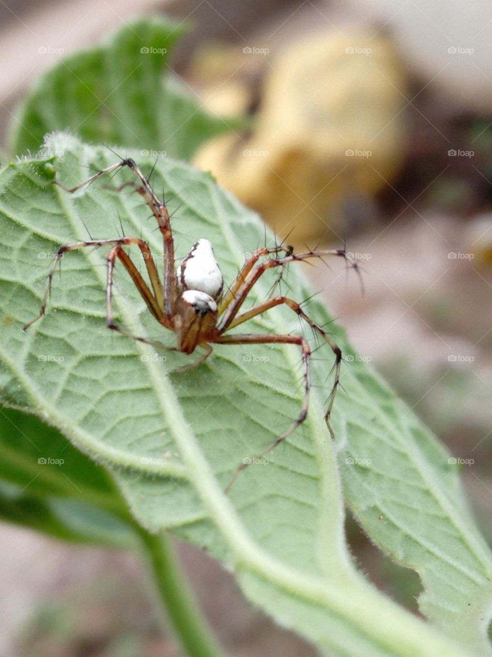 spider before attack