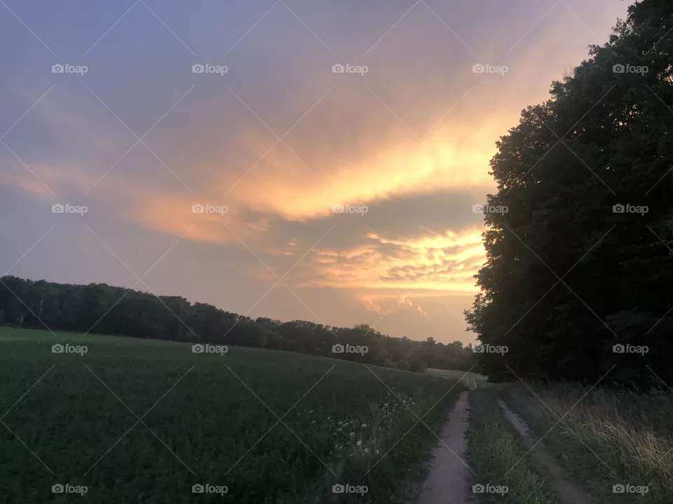 Path in Hayfield Tree’s and Sunset