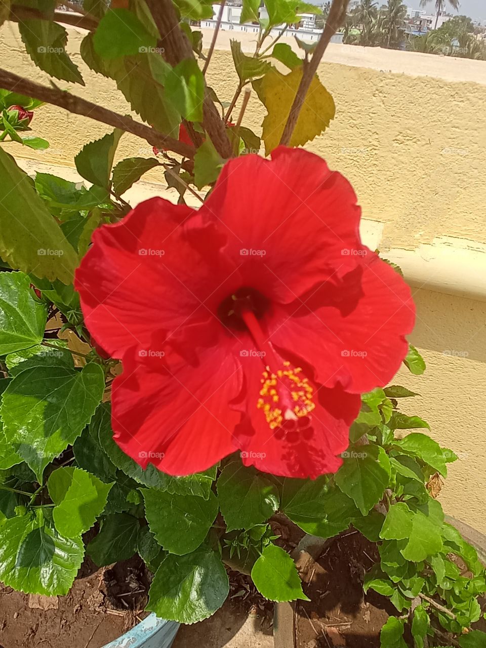 beautiful red giant hibiscus flower🌺🌻🌹🌷