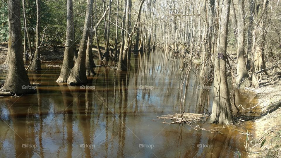 Nature, Wood, Water, Tree, Landscape