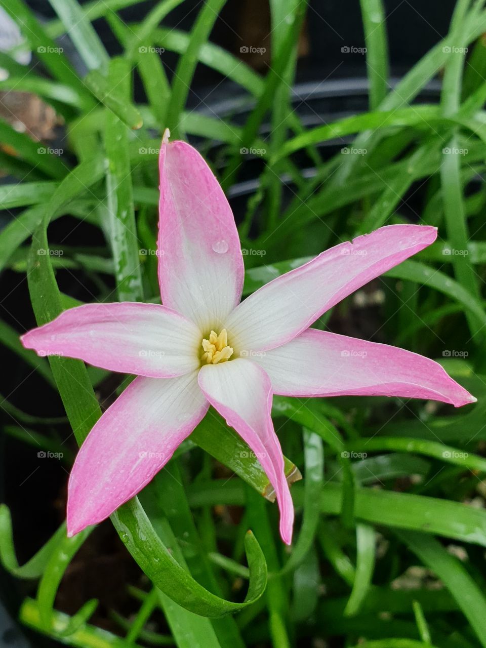 the beautiful rain lilly in Thailand