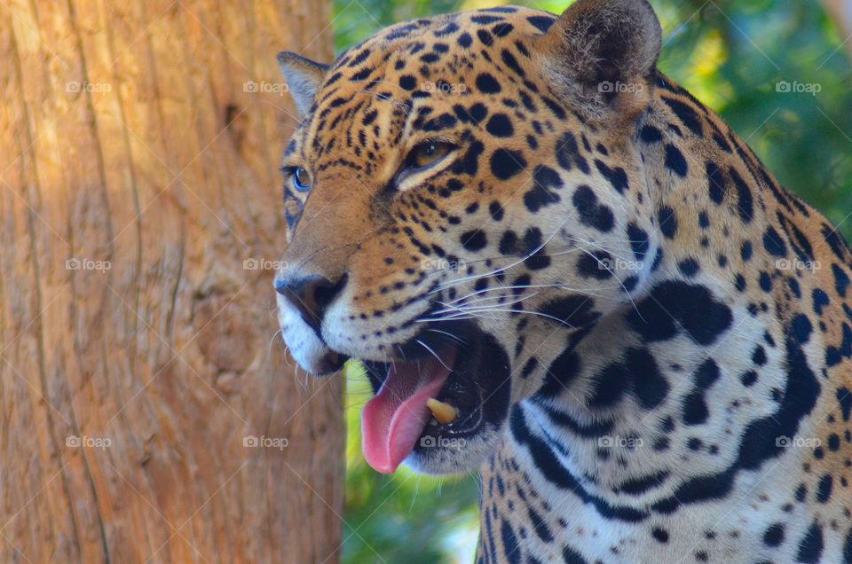Jaguar yawn