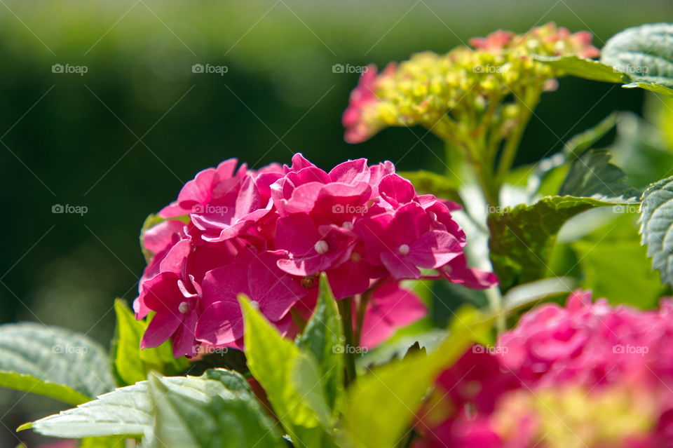 Bright pink hydrangea