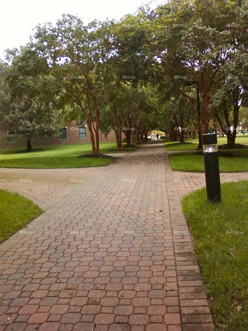 Pavement, Guidance, Road, No Person, Tree