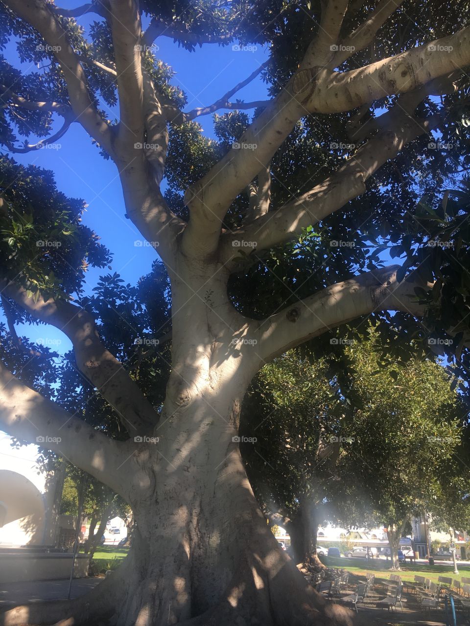 Under a beautiful Banyan tree!