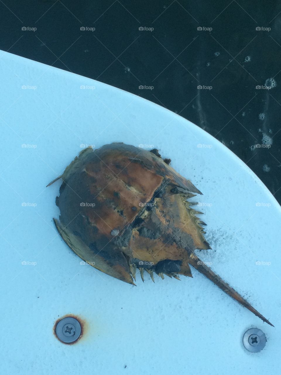 Horseshoe crab. 