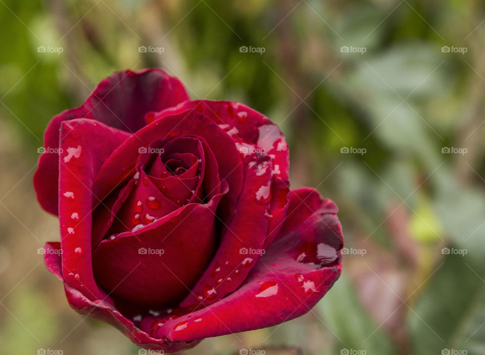 Water drops on red rose