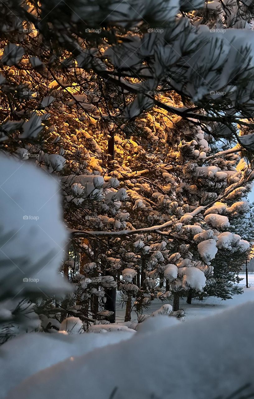 The snow “muffins”, a warm welcome from the nature- Snow falling and lingering on trees like the muffins 