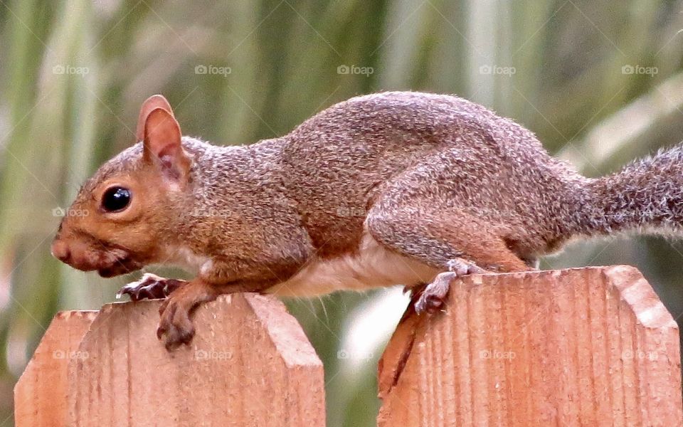 Squirrel perched on a fence