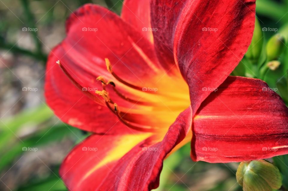 red flower