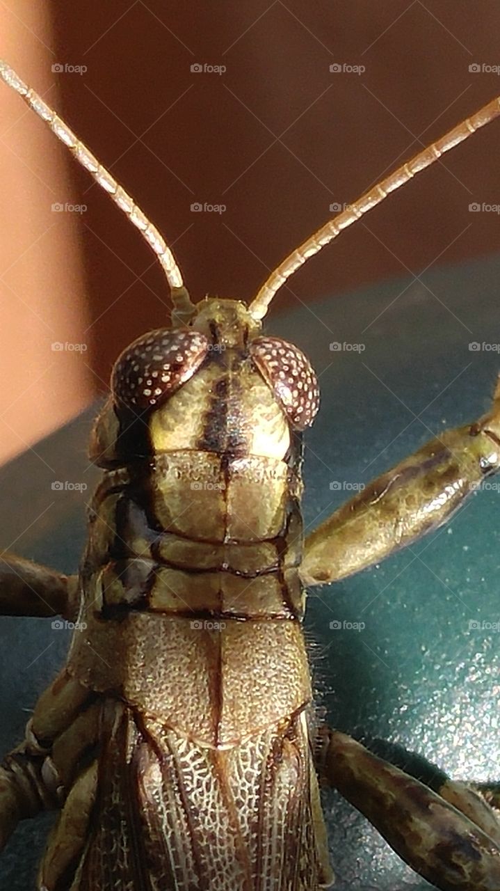 Grasshopper Close-up