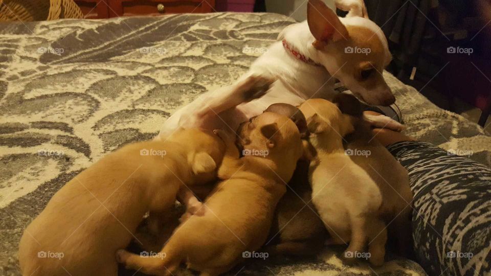 Dando de comer a los cachorros 