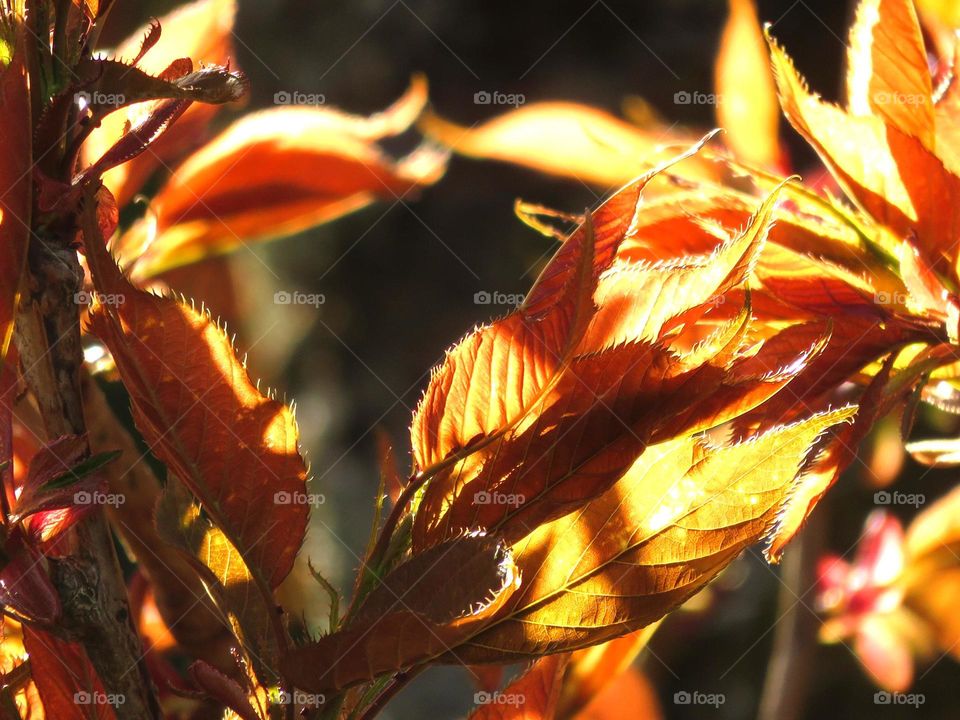 Spring leaves in sunshine 