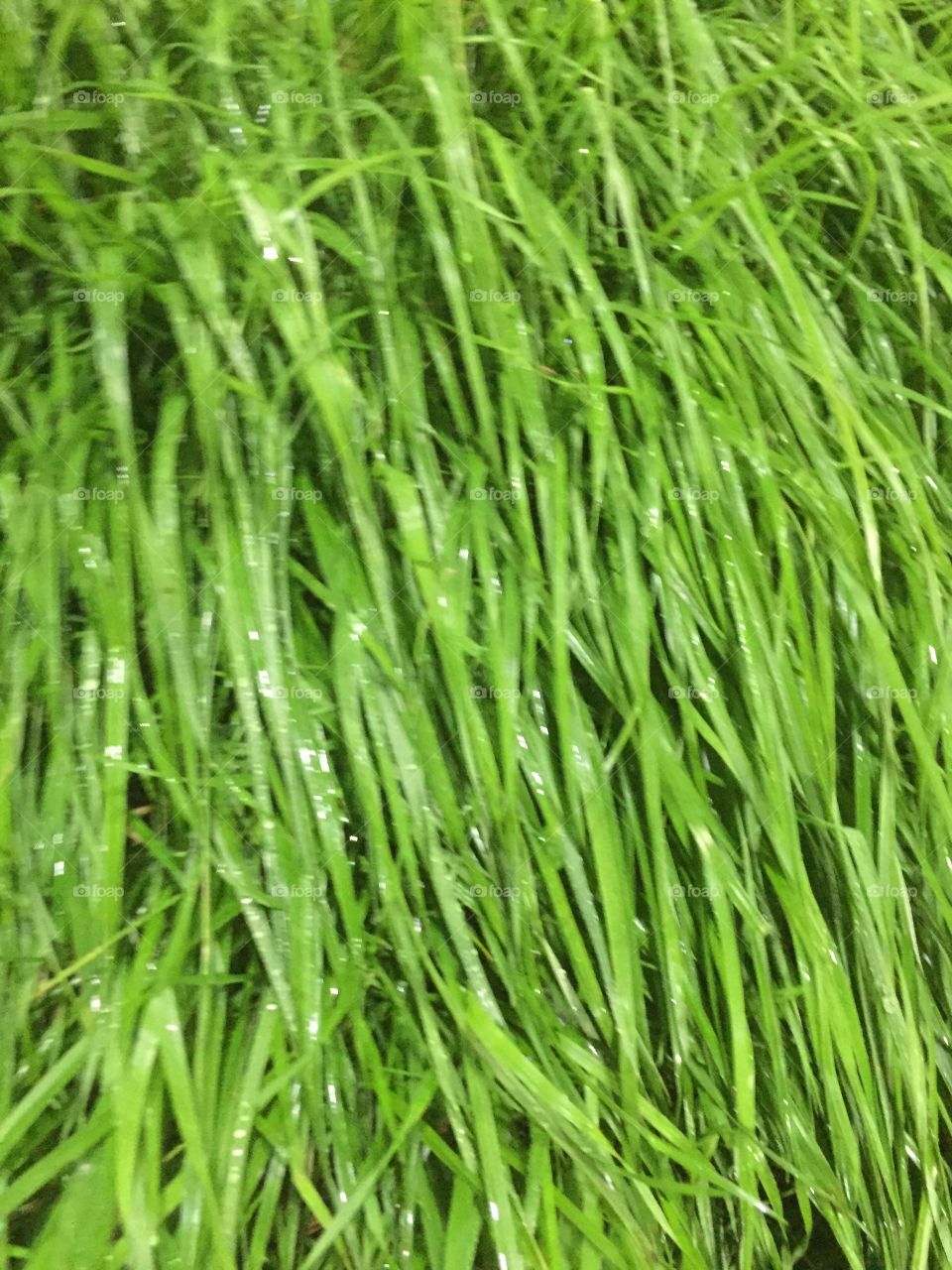 Wet grass new