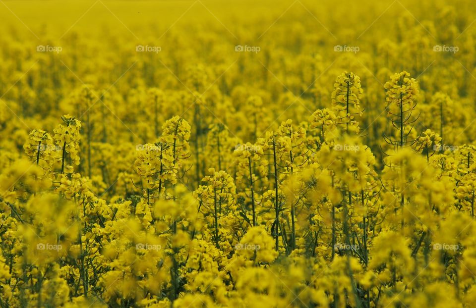 Field, Agriculture, Flower, Crop, No Person