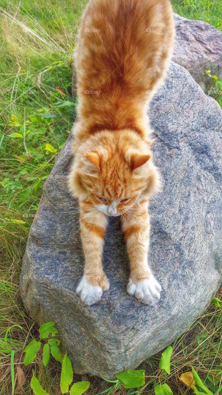 Cat stretching
