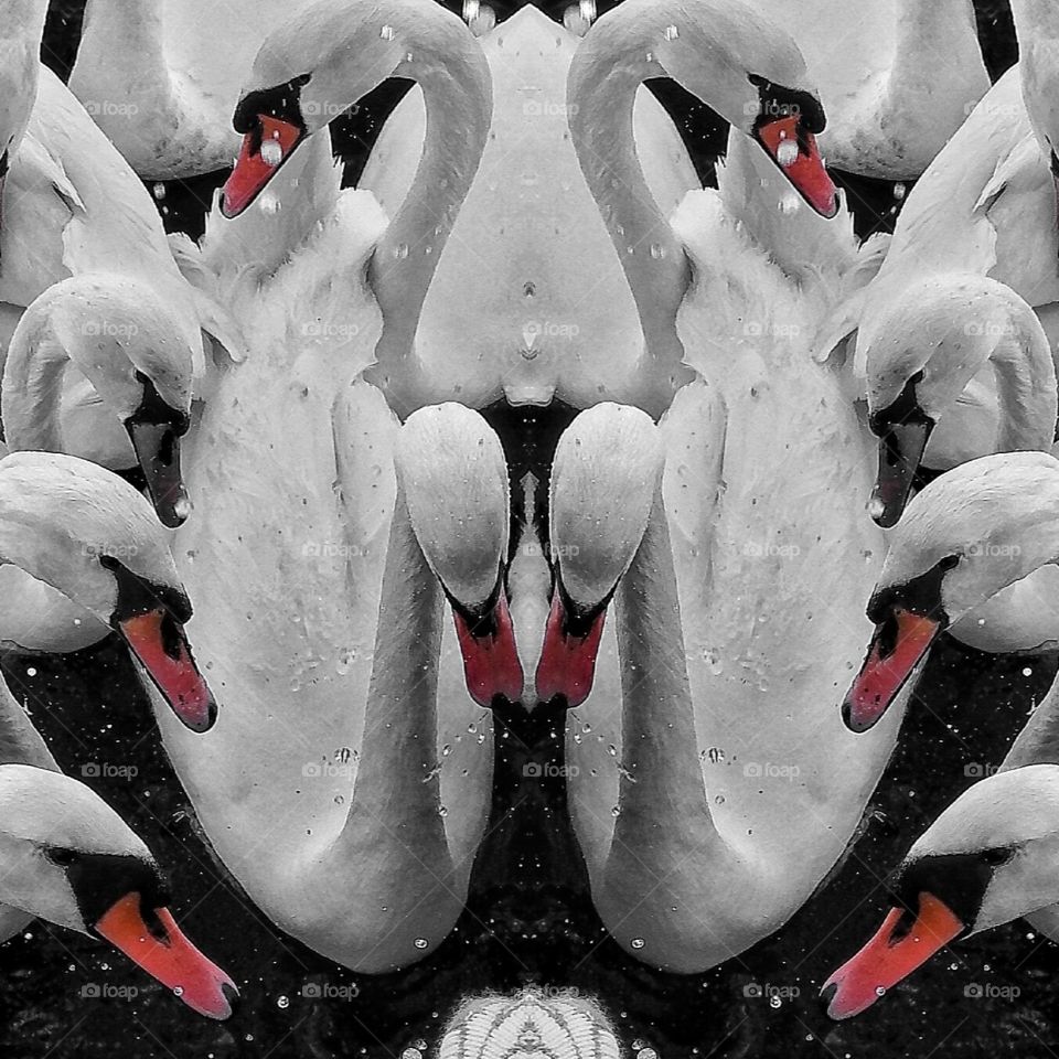 swans