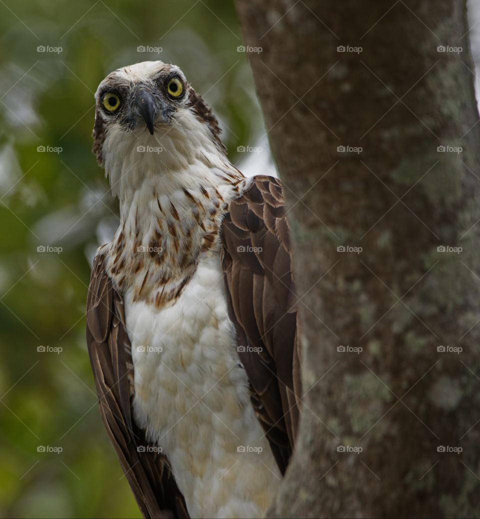 Osprey