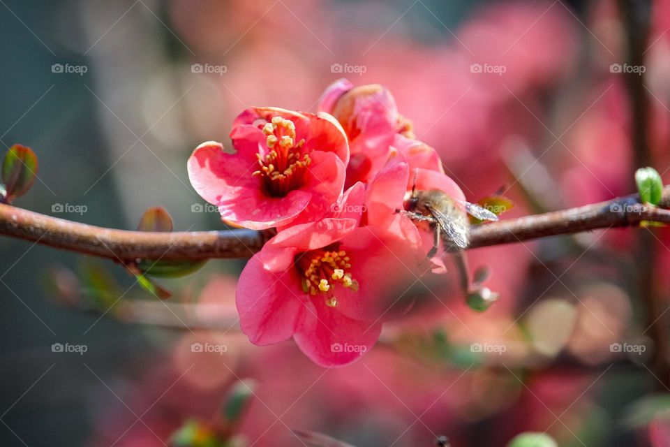 Red spring flowers