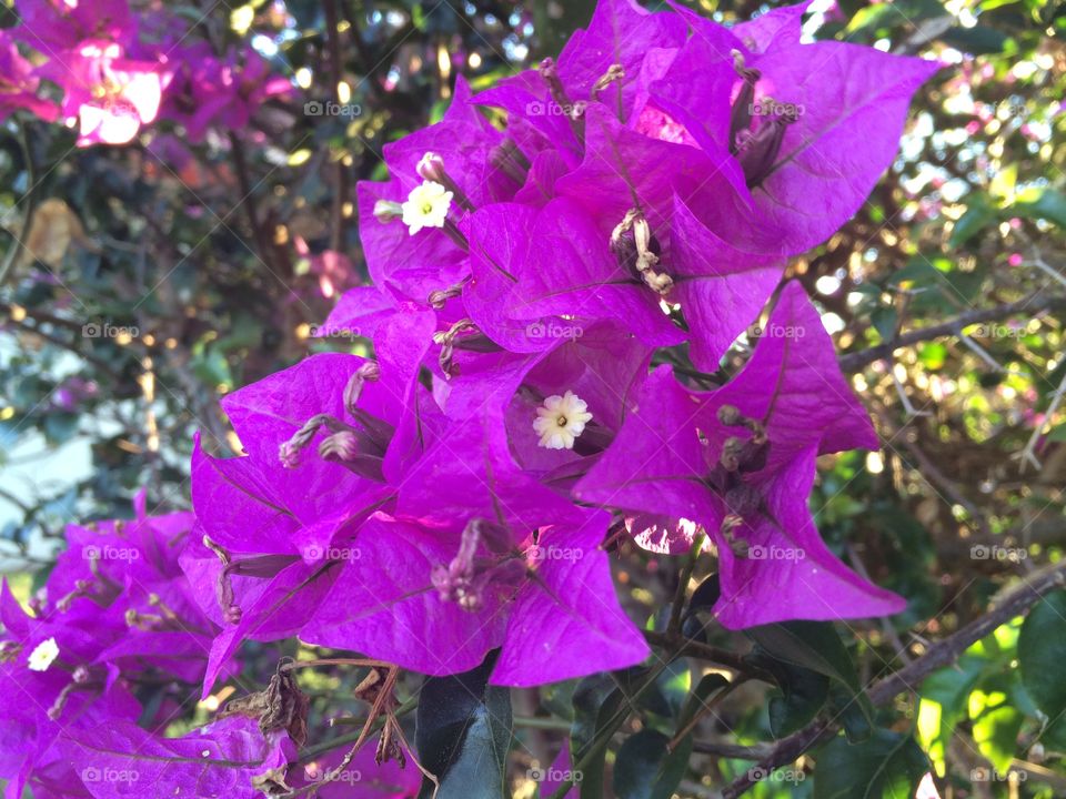 Purple flowers - garden