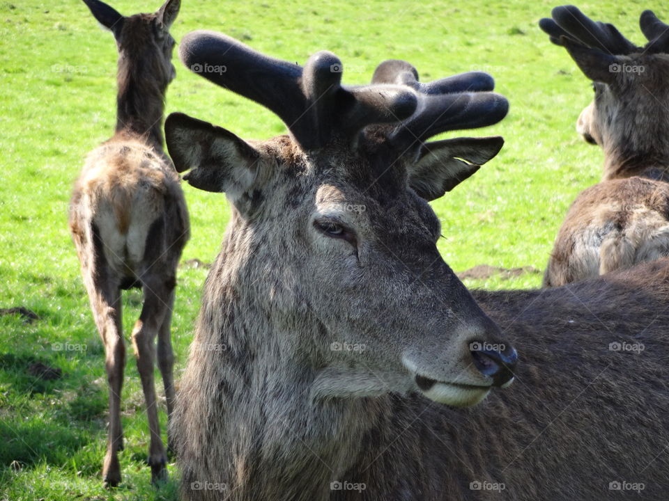 posing deer in macro