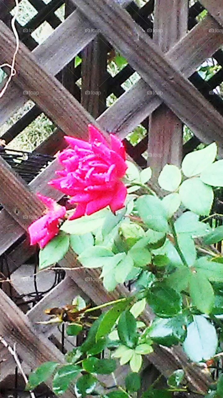 Closeup of beautiful rose