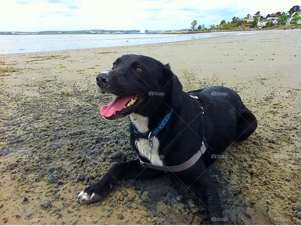Beach Pup