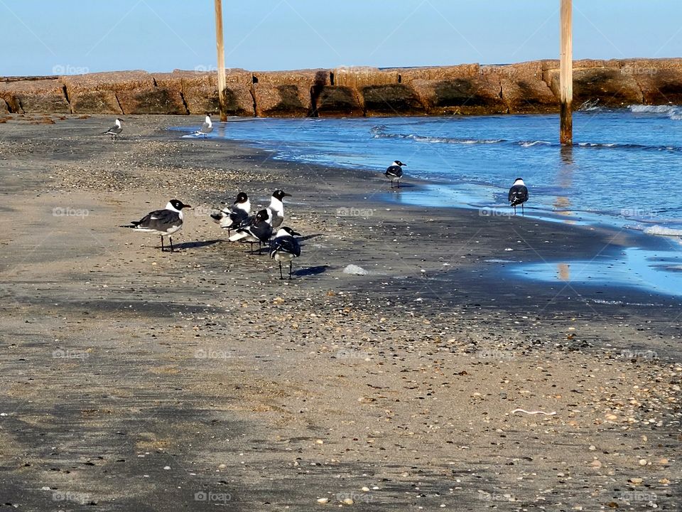 Seagulls on the beach