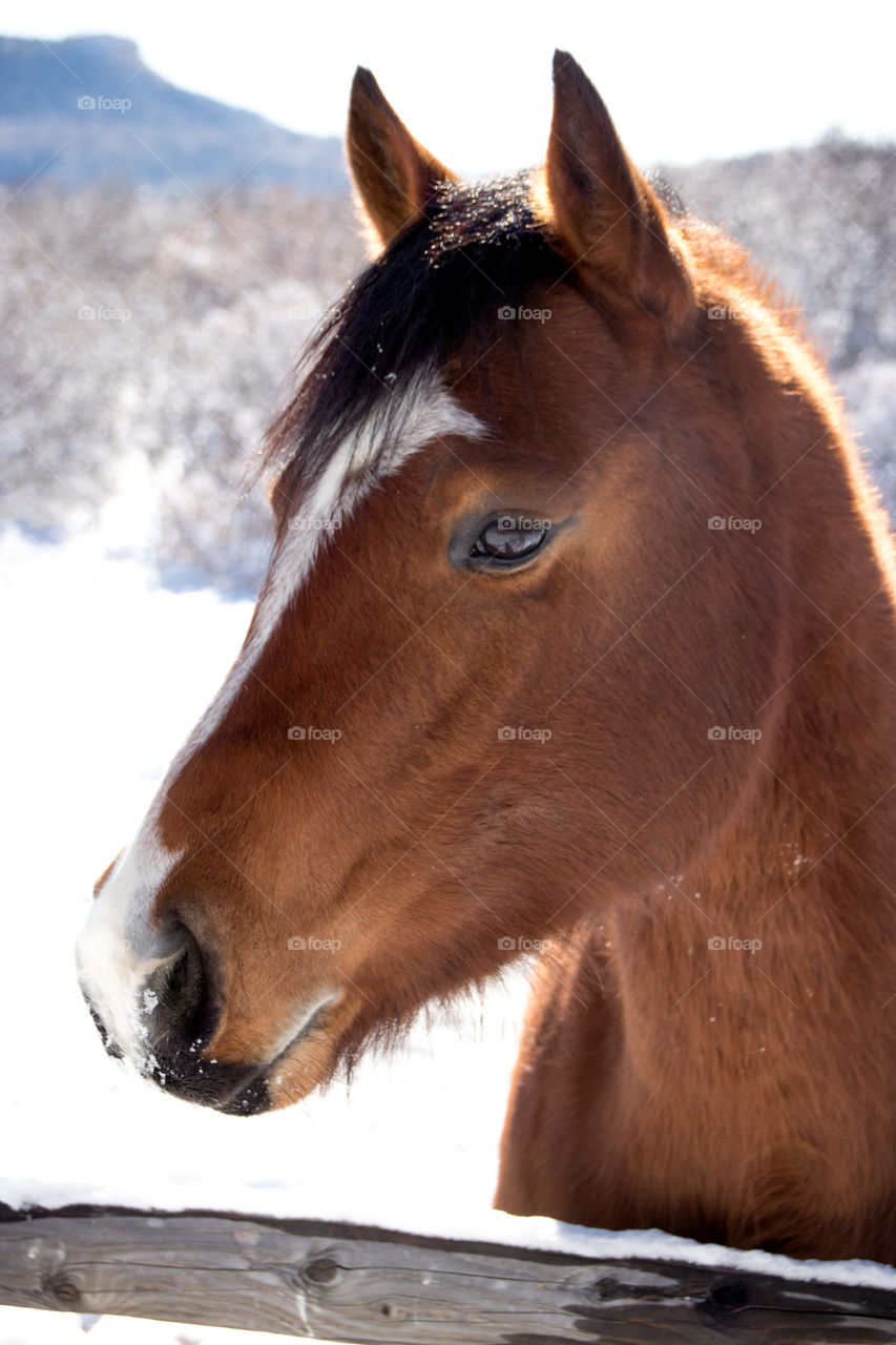 Close-up of horse head