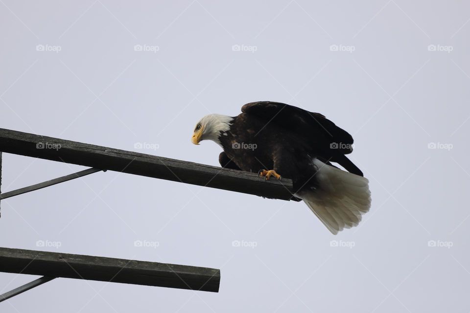 Bald eagle perched on wooden structure 