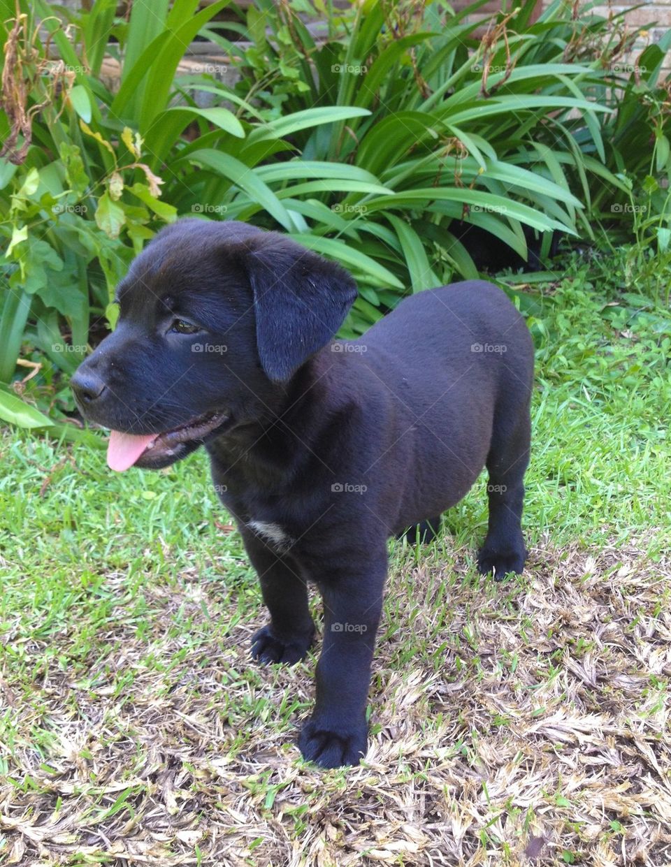 Labrador puppy