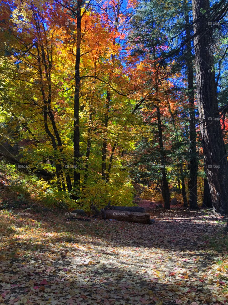 Fall Hike