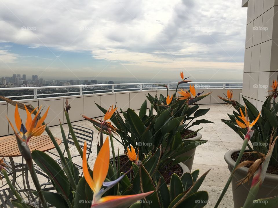 Little garden on the terrace 