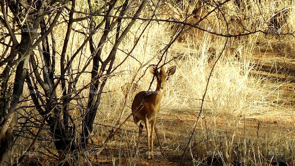 Steenbok hiding